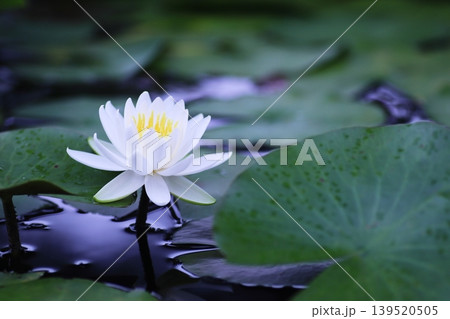 水面に浮かぶ白い睡蓮の花 139520505