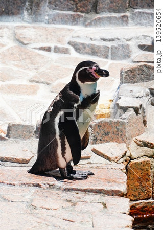 フンボルトペンギン フンボルトペンギン 139520654