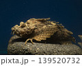 オニオコゼ オコゼ 魚 海水魚 毒魚 虎魚 鬼虎魚 遊離軟条 オニオコゼ オコゼ 魚 海水魚 毒魚 虎魚 鬼虎魚 遊離軟条 139520732