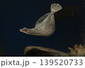 カレイ イシガレイ 海水魚 泳ぐカレイ カレイ イシガレイ 海水魚 泳ぐカレイ 139520733