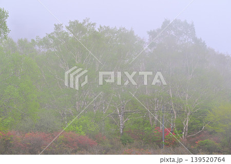 霧が立ち込む赤城白樺牧場 新緑のつつじ咲く頃の眺め 春の風景 霧が立ち込む赤城白樺牧場 新緑のつつじ咲く頃の眺め 春の風景 139520764