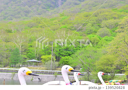 新緑の赤城大沼湖畔 新緑の赤城大沼湖畔 139520828