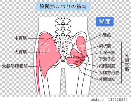 Buttocks and hip joint muscles: gluteus maximus, external rotator muscles (six muscles) Buttocks and hip joint muscles: gluteus maximus, external rotator muscles (six muscles) 139520833