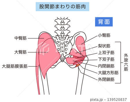 お尻、股関節まわりの筋肉　大臀筋　外旋六筋 139520837