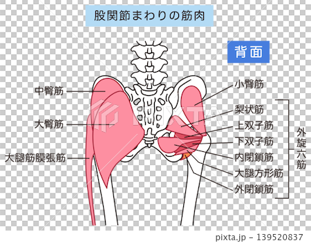 お尻、股関節まわりの筋肉　大臀筋　外旋六筋 139520837