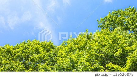 風薫る初夏の青空と緑が眩しい新緑のイメージ風景 風薫る初夏の青空と緑が眩しい新緑のイメージ風景 139520879