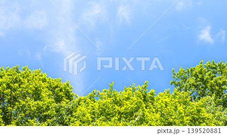 風薫る初夏の青空と緑が眩しい新緑のイメージ風景 139520881