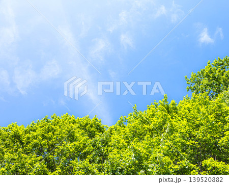 風薫る初夏の青空と緑が眩しい新緑のイメージ風景 風薫る初夏の青空と緑が眩しい新緑のイメージ風景 139520882