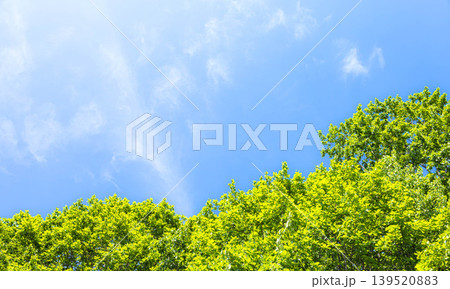風薫る初夏の青空と緑が眩しい新緑のイメージ風景 風薫る初夏の青空と緑が眩しい新緑のイメージ風景 139520883