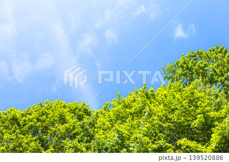 風薫る初夏の青空と緑が眩しい新緑のイメージ風景 風薫る初夏の青空と緑が眩しい新緑のイメージ風景 139520886