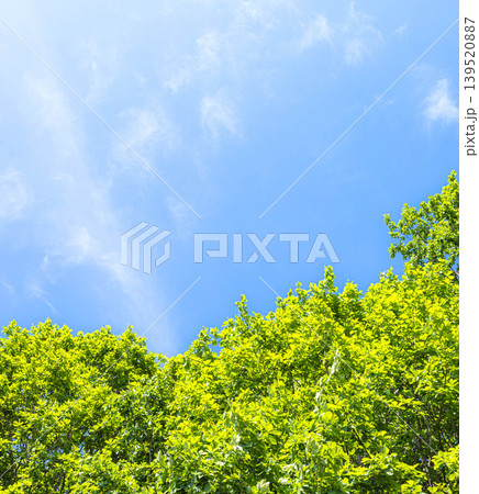 風薫る初夏の青空と緑が眩しい新緑のイメージ風景 139520887
