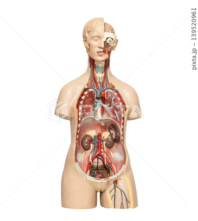 Human anatomy organ model isolated on white background. Human anatomy organ model isolated on white background. 139520961