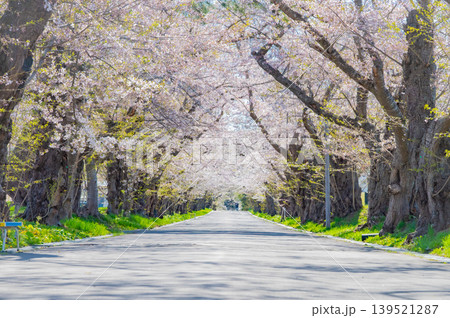 北海道北斗市 松前藩戸切地陣屋跡の桜並木 満開の桜のトンネル 北海道北斗市 松前藩戸切地陣屋跡の桜並木 満開の桜のトンネル 139521287