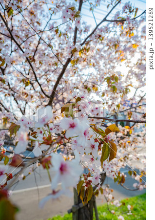 北海道北斗市 松前藩戸切地陣屋跡の桜並木 満開の桜のトンネル 北海道北斗市 松前藩戸切地陣屋跡の桜並木 満開の桜のトンネル 139521289