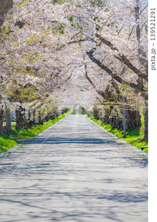 北海道北斗市 松前藩戸切地陣屋跡の桜並木 満開の桜のトンネル 北海道北斗市 松前藩戸切地陣屋跡の桜並木 満開の桜のトンネル 139521291