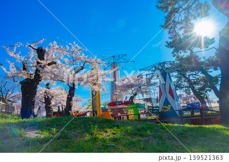 北海道函館市 満開の桜が咲く春の函館公園 快晴の風景 北海道函館市 満開の桜が咲く春の函館公園 快晴の風景 139521363
