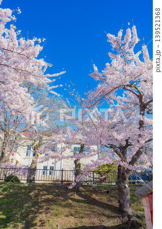 北海道函館市 満開の桜が咲く春の函館公園 快晴の風景 北海道函館市 満開の桜が咲く春の函館公園 快晴の風景 139521368