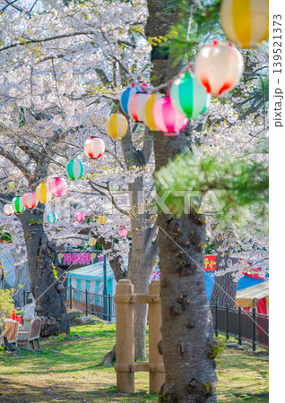 北海道函館市 満開の桜が咲く春の函館公園 快晴の風景 北海道函館市 満開の桜が咲く春の函館公園 快晴の風景 139521373