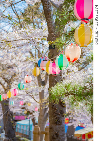 北海道函館市 満開の桜が咲く春の函館公園 快晴の風景 北海道函館市 満開の桜が咲く春の函館公園 快晴の風景 139521374