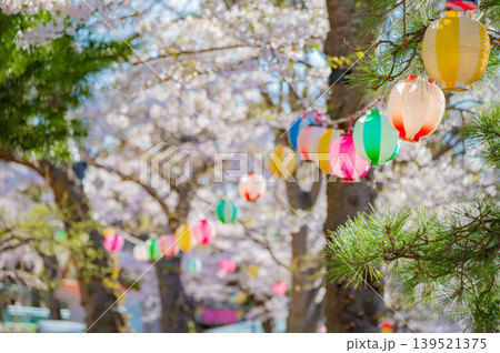 北海道函館市 満開の桜が咲く春の函館公園 快晴の風景 北海道函館市 満開の桜が咲く春の函館公園 快晴の風景 139521375