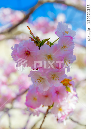 北海道函館市 満開の桜が咲く春の函館公園 快晴の風景 北海道函館市 満開の桜が咲く春の函館公園 快晴の風景 139521388