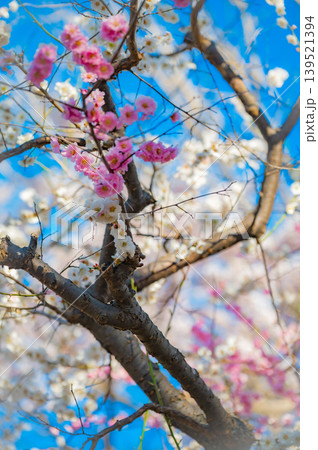 北海道函館市 満開の桜が咲く春の函館公園 快晴の風景 北海道函館市 満開の桜が咲く春の函館公園 快晴の風景 139521394