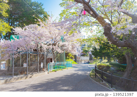 北海道函館市 満開の桜が咲く春の函館公園 快晴の風景 北海道函館市 満開の桜が咲く春の函館公園 快晴の風景 139521397
