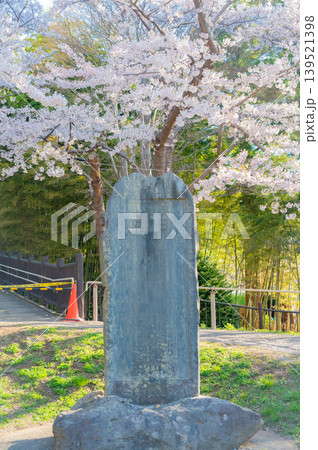 北海道函館市 満開の桜が咲く春の函館公園 快晴の風景 139521398