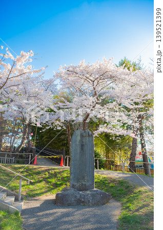 北海道函館市 満開の桜が咲く春の函館公園 快晴の風景 北海道函館市 満開の桜が咲く春の函館公園 快晴の風景 139521399