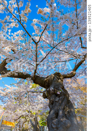 北海道函館市 満開の桜が咲く春の函館公園 快晴の風景 139521405