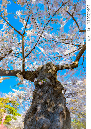 北海道函館市 満開の桜が咲く春の函館公園 快晴の風景 139521406