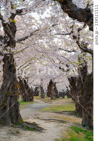 北海道函館市 五稜郭公園の満開の桜と快晴の春景 139521511