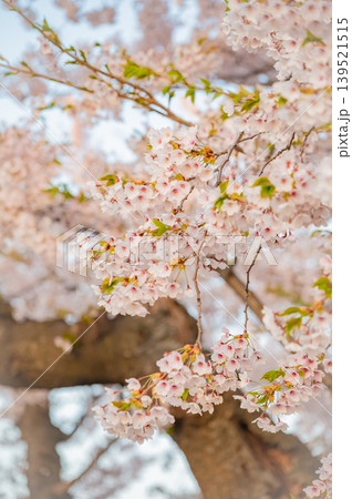 北海道函館市 五稜郭公園の満開の桜と快晴の春景 北海道函館市 五稜郭公園の満開の桜と快晴の春景 139521515