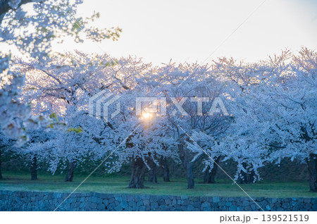 北海道函館市 五稜郭公園の満開の桜と快晴の春景 139521519