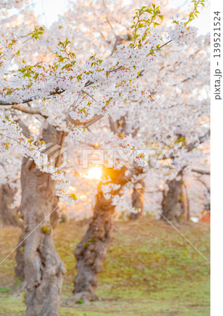 北海道函館市 五稜郭公園の満開の桜と快晴の春景 139521524