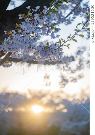 北海道函館市 五稜郭公園の満開の桜と快晴の春景 北海道函館市 五稜郭公園の満開の桜と快晴の春景 139521530