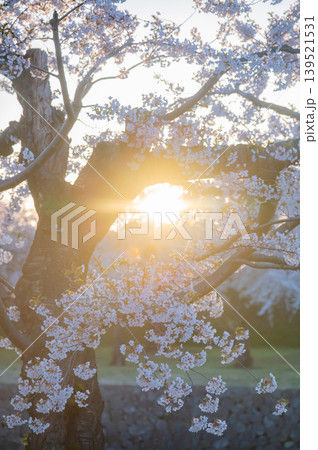 北海道函館市 五稜郭公園の満開の桜と快晴の春景 139521531