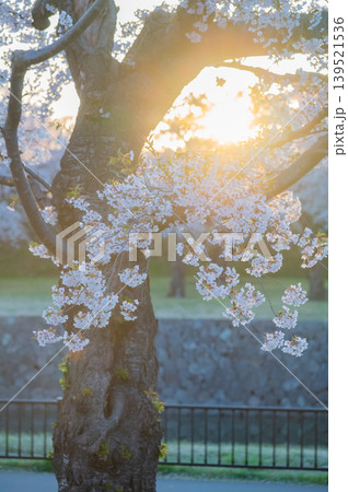 北海道函館市 五稜郭公園の満開の桜と快晴の春景 北海道函館市 五稜郭公園の満開の桜と快晴の春景 139521536