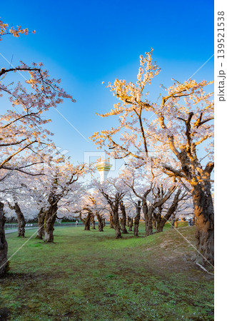 北海道函館市 五稜郭公園の満開の桜と快晴の春景 北海道函館市 五稜郭公園の満開の桜と快晴の春景 139521538