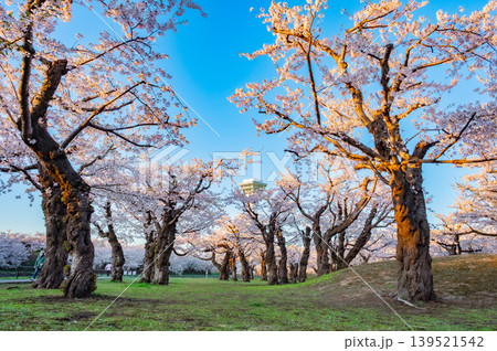 北海道函館市 五稜郭公園の満開の桜と快晴の春景 北海道函館市 五稜郭公園の満開の桜と快晴の春景 139521542