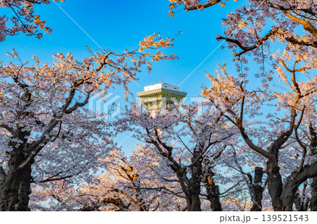 北海道函館市 五稜郭公園の満開の桜と快晴の春景 北海道函館市 五稜郭公園の満開の桜と快晴の春景 139521543