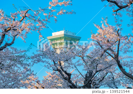 北海道函館市 五稜郭公園の満開の桜と快晴の春景 139521544