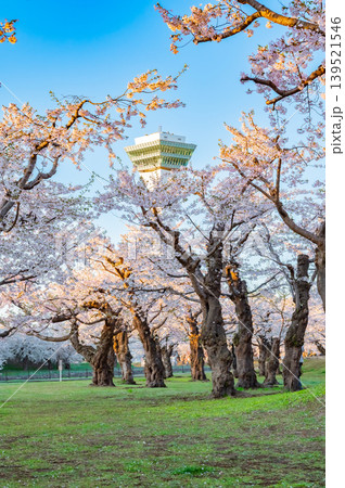 北海道函館市 五稜郭公園の満開の桜と快晴の春景 139521546