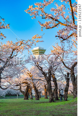 北海道函館市 五稜郭公園の満開の桜と快晴の春景 北海道函館市 五稜郭公園の満開の桜と快晴の春景 139521547