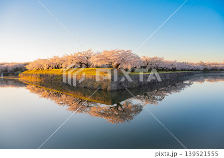 北海道函館市 五稜郭公園の満開の桜と快晴の春景 北海道函館市 五稜郭公園の満開の桜と快晴の春景 139521555