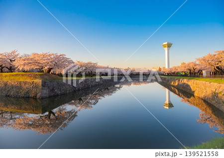 北海道函館市 五稜郭公園の満開の桜と快晴の春景 北海道函館市 五稜郭公園の満開の桜と快晴の春景 139521558