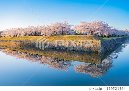 北海道函館市 五稜郭公園の満開の桜と快晴の春景 北海道函館市 五稜郭公園の満開の桜と快晴の春景 139521564