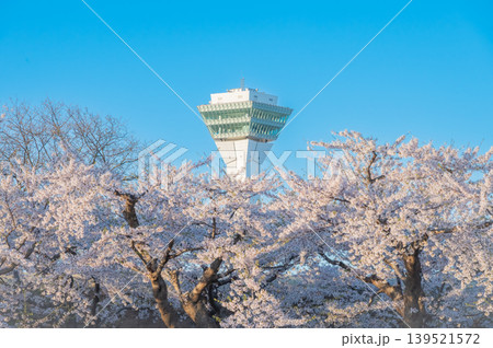北海道函館市 五稜郭公園の満開の桜と快晴の春景 北海道函館市 五稜郭公園の満開の桜と快晴の春景 139521572