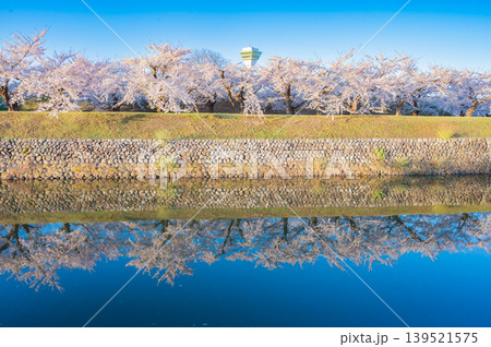北海道函館市 五稜郭公園の満開の桜と快晴の春景 北海道函館市 五稜郭公園の満開の桜と快晴の春景 139521575