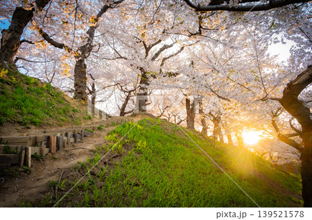 北海道函館市 五稜郭公園の満開の桜と快晴の春景 139521578